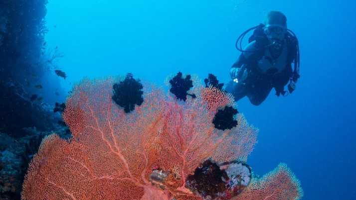 scuba diver under the sea