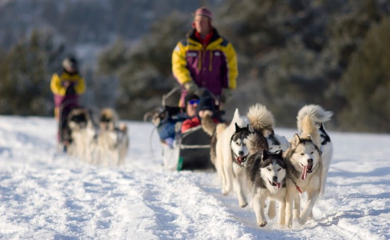 sled dogs in the snow