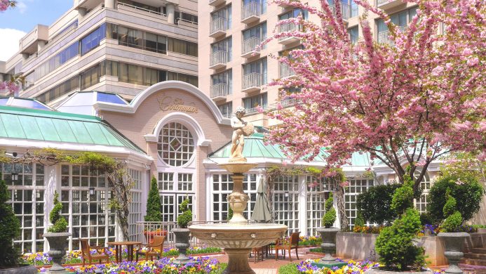 Where to Go for all the Cherry Blossoms