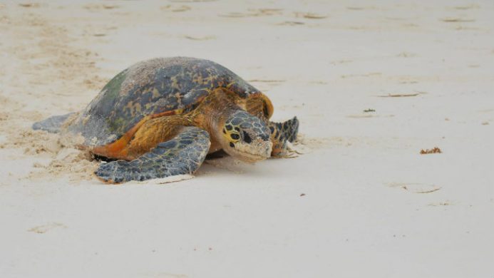 Hotels on the Front Lines of Climate Change