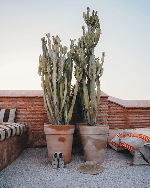 Cacti on the rooftops at El Fenn