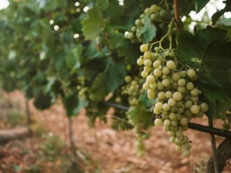 Son Julia Country House Hotel Vineyard