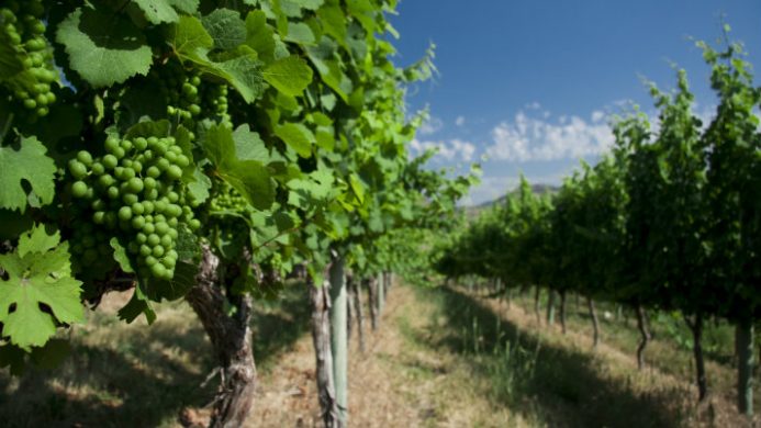 BC wine