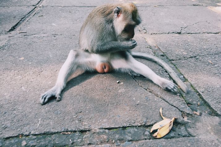 Ubud monkey forest