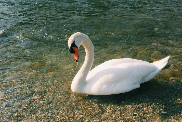 Isar swan