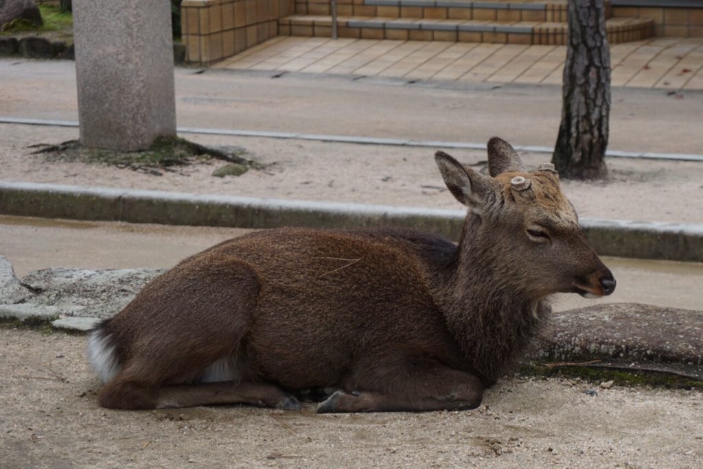japan tame deer