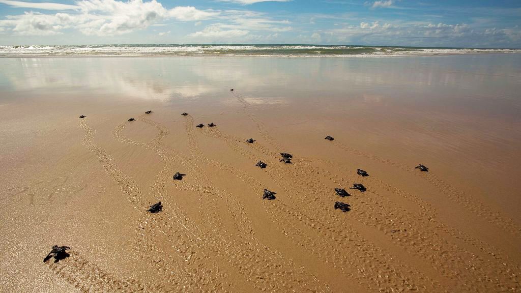 Turtles on the beach near Txai Resort, Brazil