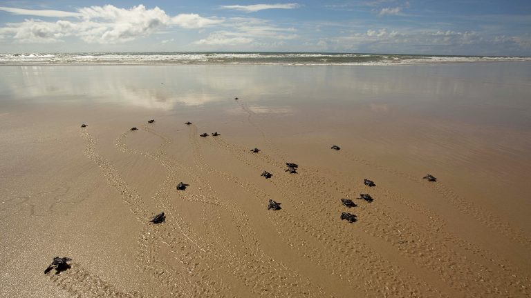 Turtles on the beach by Txai Resort, Brazil