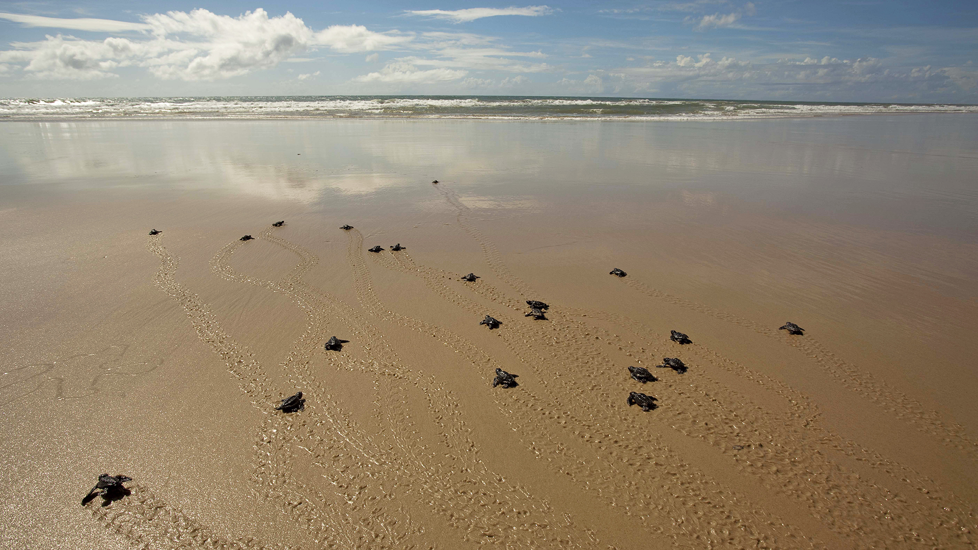 Turtles on the beach by Txai Resort, Brazil