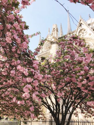 Notre Dame cherry blossoms in Paris