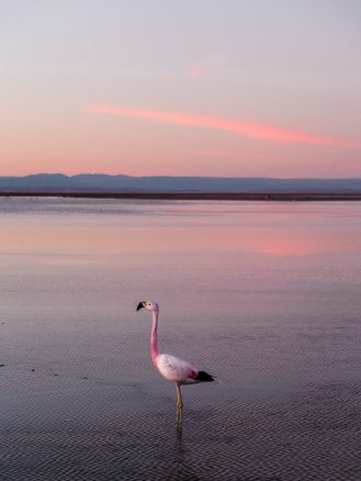 Tierra Atacama Hotel & Spa excursions flamingos