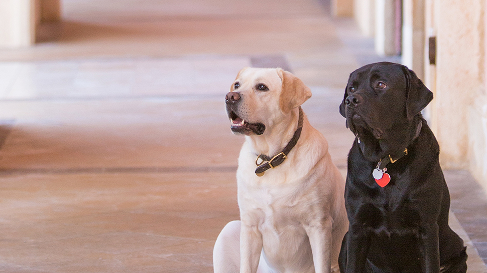 Labradors at the Boca Raton Resort & Club