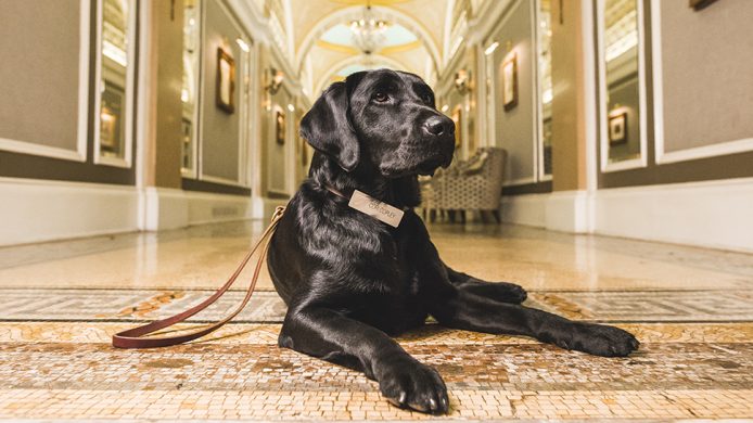 Cori the labrador inside the Fairmont Copley Plaza Boston