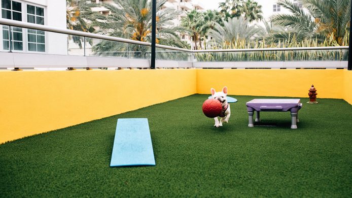 Dog carrying ball at the Hyatt Centric South Beach's wooftop