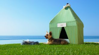 Dog in an oceanfront tent at Las Ventanas al Paraiso