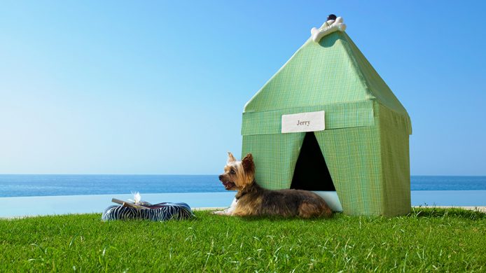 Dog in an oceanfront tent at Las Ventanas al Paraiso