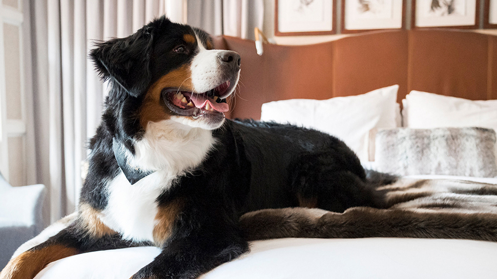 Kitty the Bermese dog sitting on a bed at the St. Regis Aspen Resort