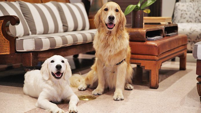 Golden retrievers Betsy and Rosa at The Betsy hotel's lobby lounge