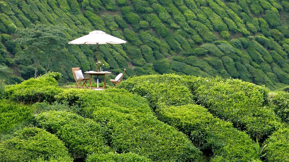 Picnic in a field of tea leaves