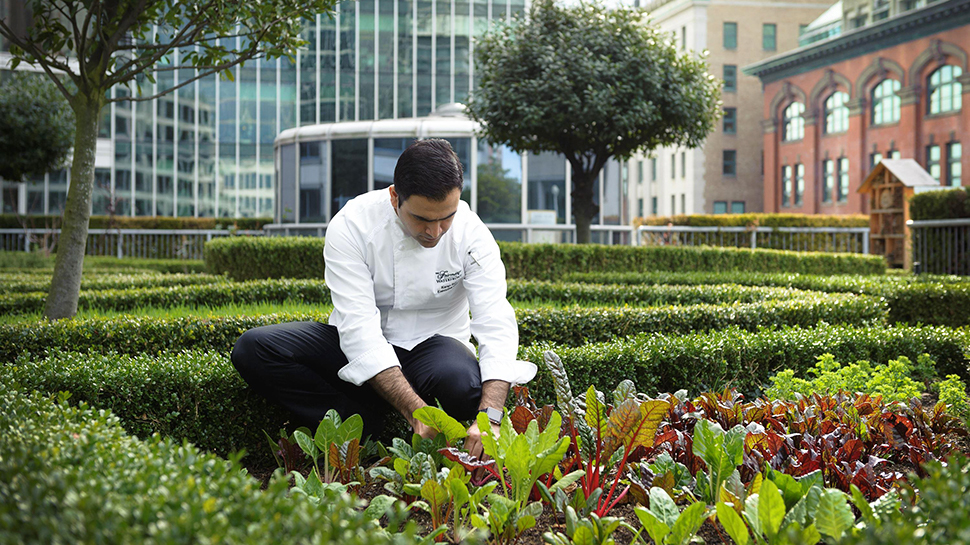 Chef picking greens on the Fairmont Waterfront's terrace garden