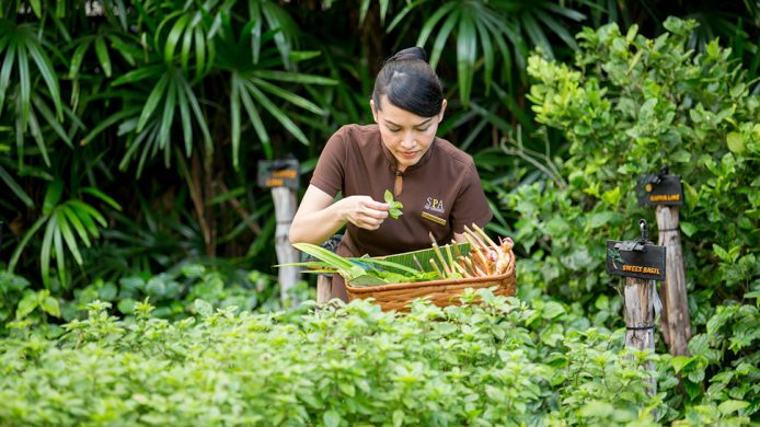 Staff picking herbs in The Peninsula Bangkok's Naturally Peninsula garden