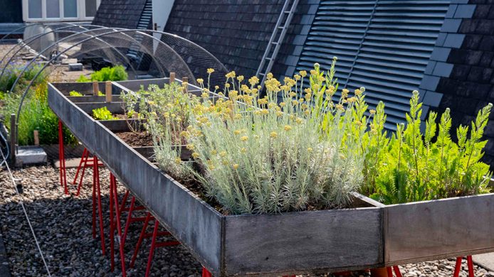 Sofitel Legend The Grand Amsterdam's rooftop garden boxes and greenhouse