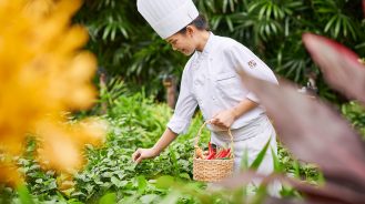 Chef picking herbs at The Peninsula Bangkok's Naturally Peninsula garden