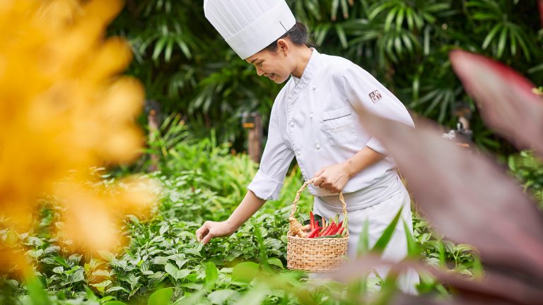 Chef picking herbs at The Peninsula Bangkok's Naturally Peninsula garden