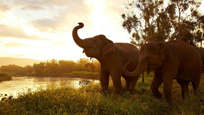 Anantara Golden Triangle Elephant Camp & Resort, Thailand