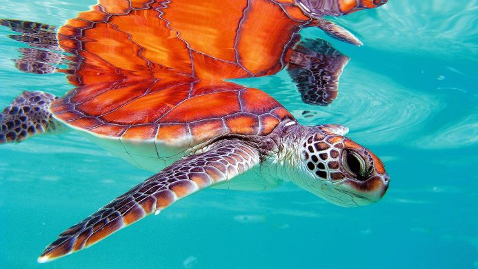 Where World Wildlife Day is Every Day