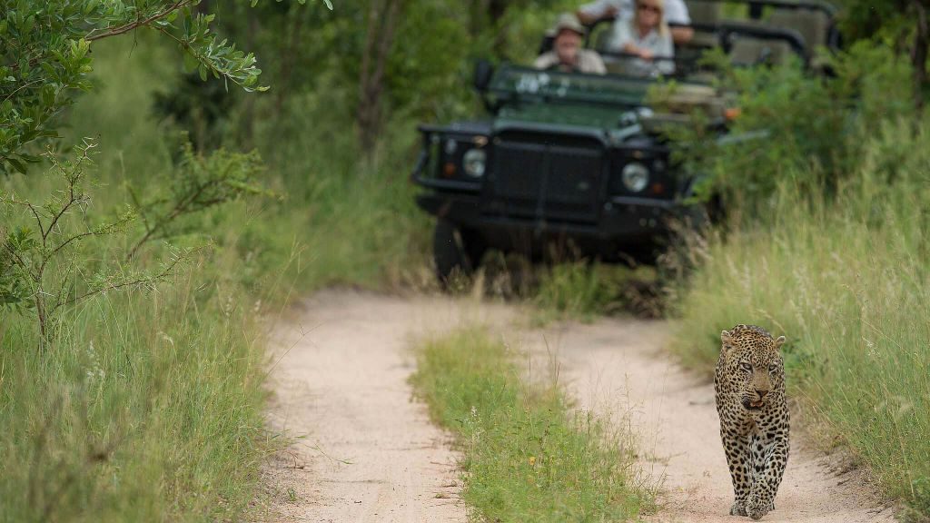 African Safari in South Africa