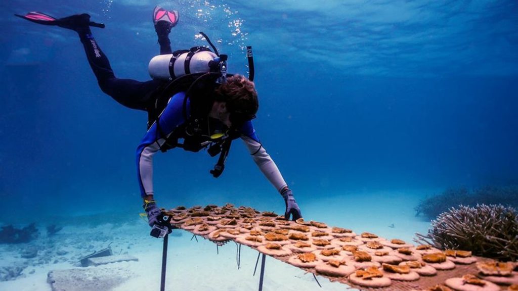 Tortuga Bay Puntacana Resort diver planting a coral garden