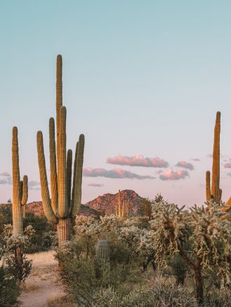 Saguaro National Park