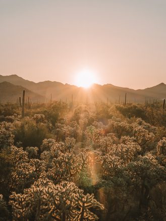 Saguaro National Park