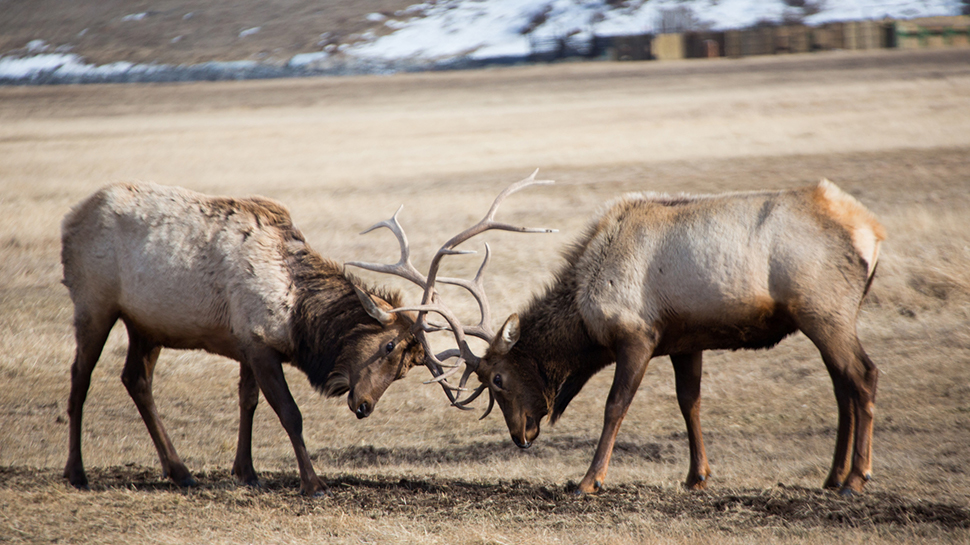 Elks fighting in front of Amangani resort, Jackson Hole, Wyoming