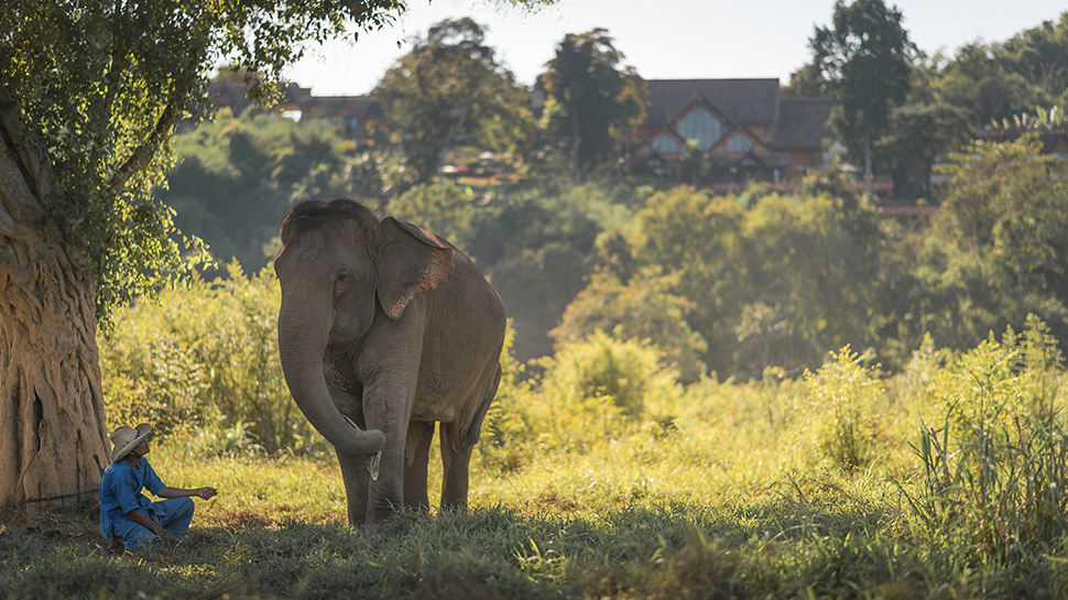 Elephant and mahout resting in front of Anantara Golden Triangle Elephant Camp & Resort, Thailand