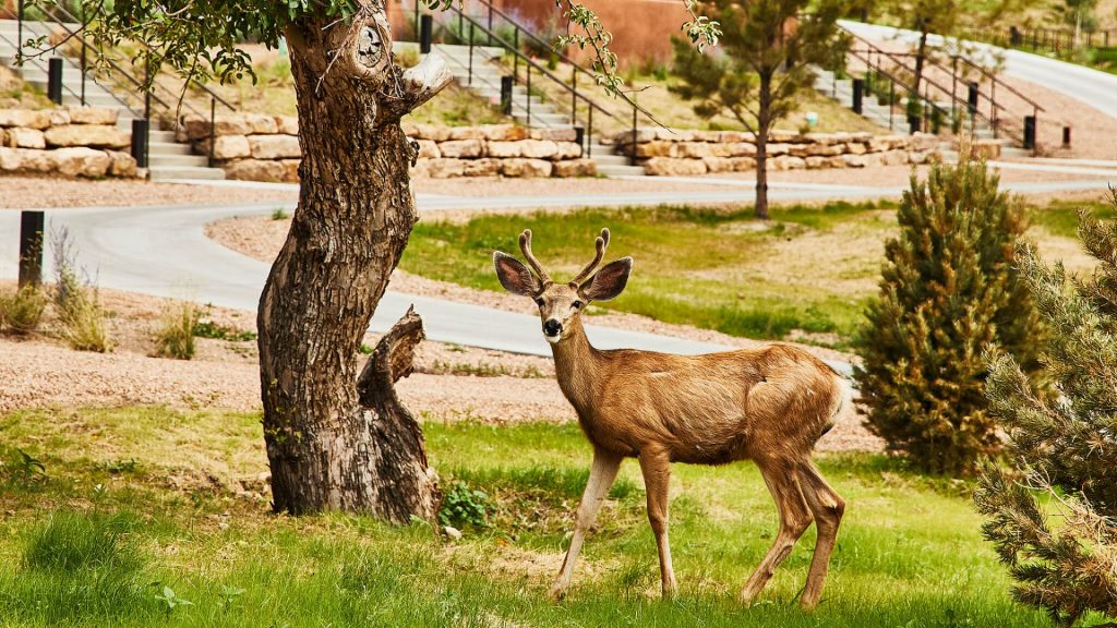 A deer on the grounds of Bishop's Lodge resort in Santa Fe