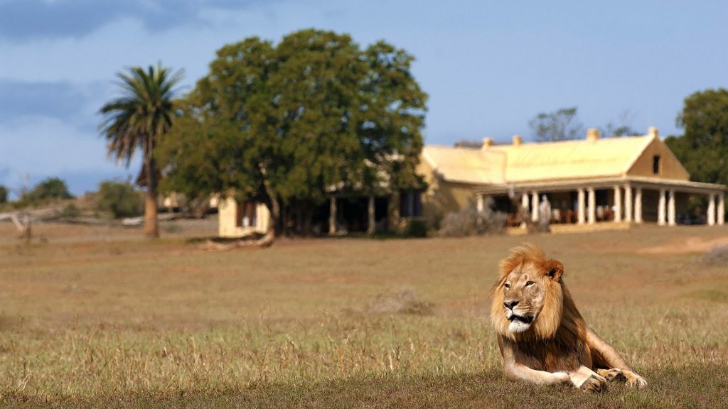 Male lion resting in front of Gorah Elephant Camp in South Africa
