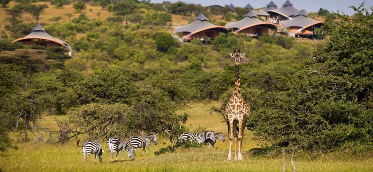 Zebras and giraffe in front of Mahali Mzuri safari hotel