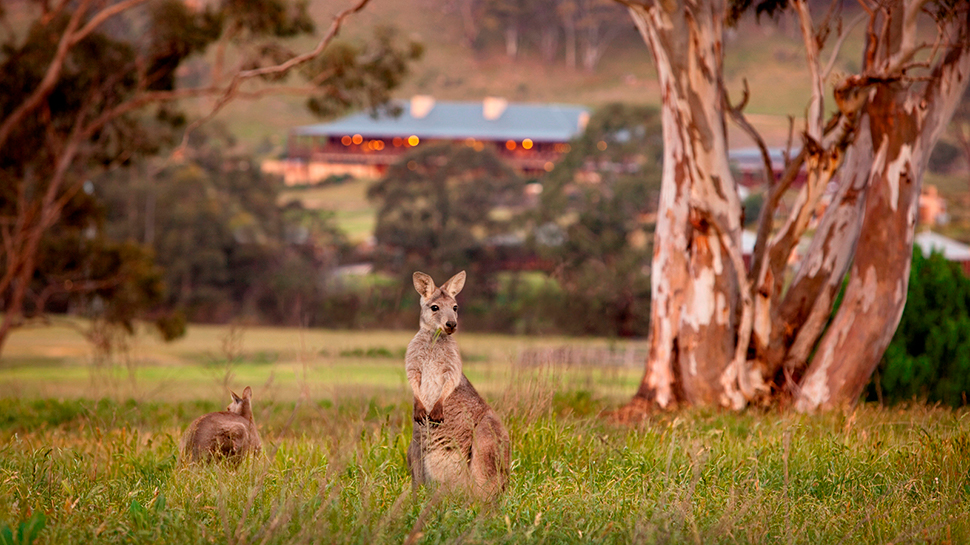 Kangaroos in front of the Emirates One&Only Wolgan Valley hotel in Australia