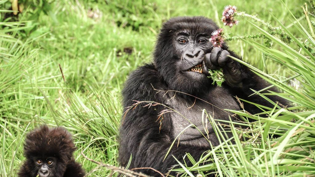 Gorillas at Sabinyo Silverback Lodge, Rwanda