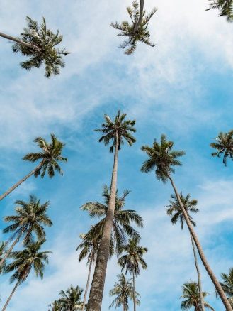 Palm trees at Soneva Kiri resort, Thailand resort