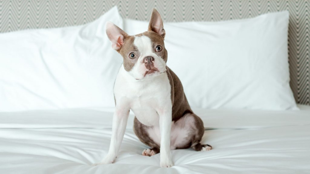 Hyatt Centric Buckhead Atlanta