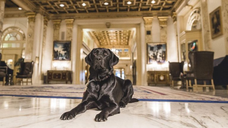 10 best pet-friendly hotels in the US | Fairmont Copley Plaza Boston