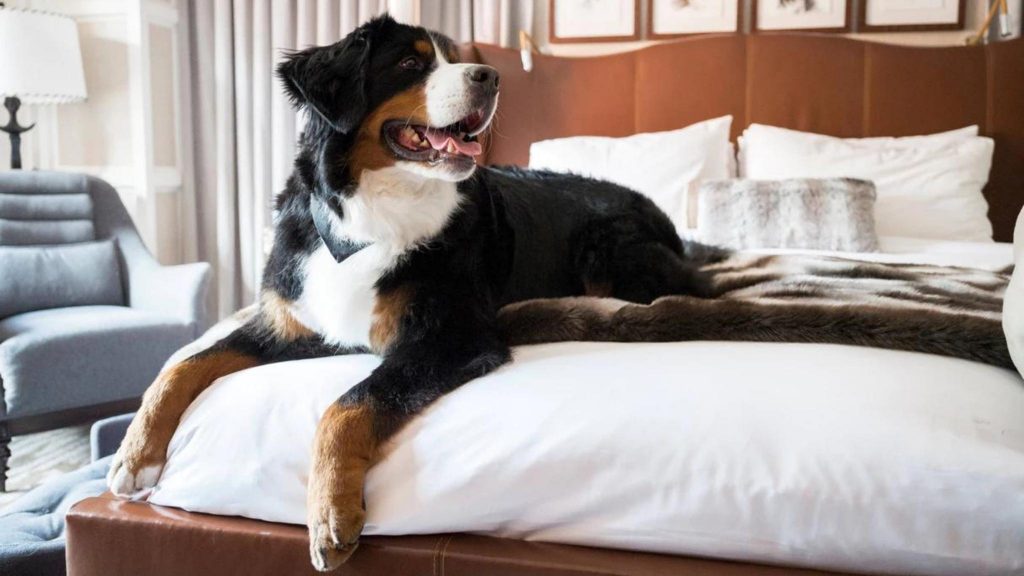 The St. Regis Aspen Resort