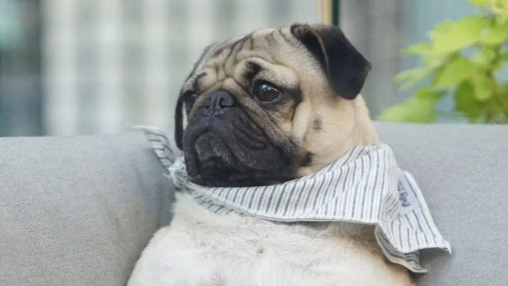 The Knickerbocker Hotel