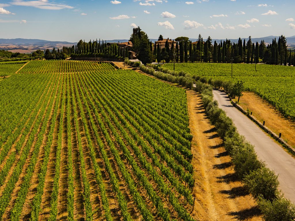 Borgo San Felice vineyard