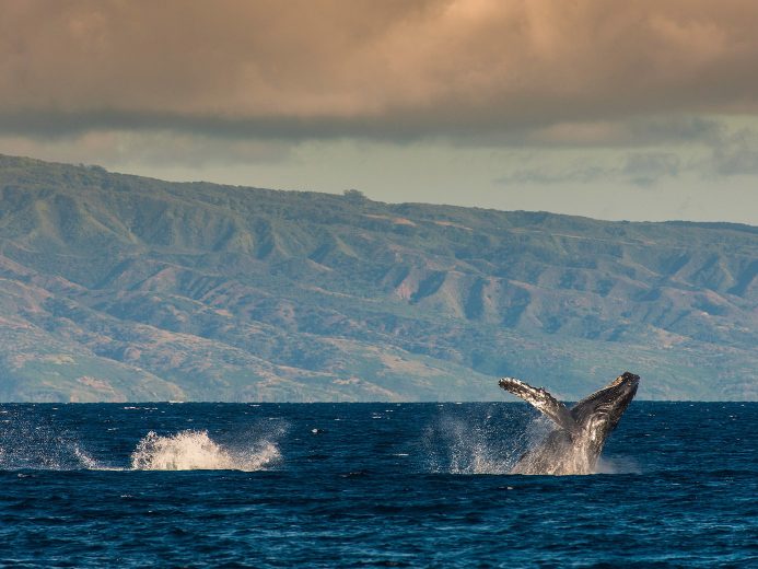 Two majestic whales leaping and splashing in the Pacific Ocean off the coast of Maui.