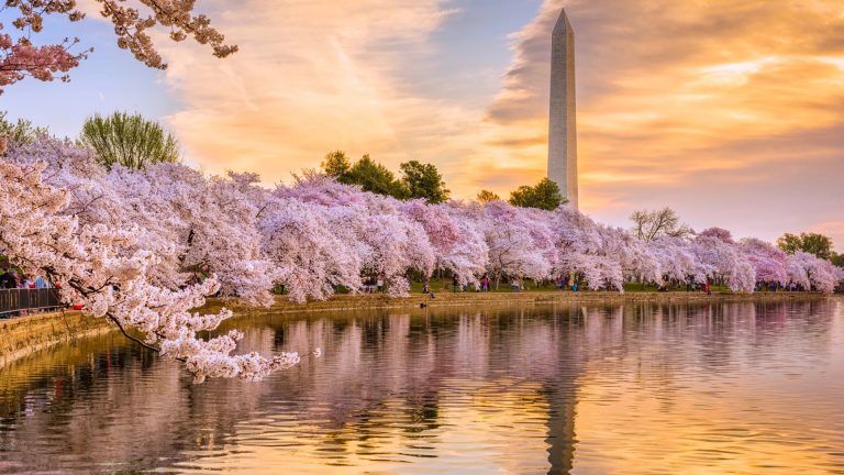 Where to Stay for Cherry Blossom Season | InterContinental the Willard Washington D.C., an IHG Hotel