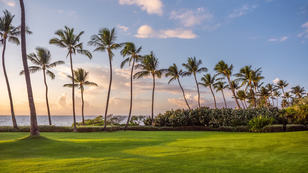 Proposal Hotels - Andaz Maui at Wailea Resort - Laid-Back Dreamers - a palm trees in a row